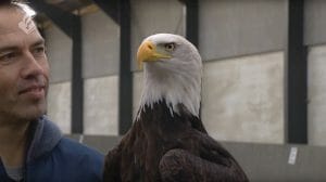 ドローン捕獲に「鷹」!?　オランダ警察がトレーニングを開始