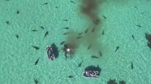 恐怖！ 「70匹の大型サメ」がクジラを食らう動画、ドローンが撮影