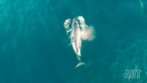 ド迫力！ 「クジラの捕食シーン」貴重なドローン動画が公開