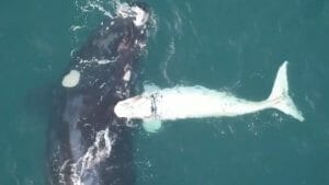カワイイ！ 真っ白な子クジラが母親に甘える貴重な様子、ドローン空撮に成功