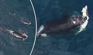 シャチが生きたサメを捕食する衝撃の動画、ドローンが撮影