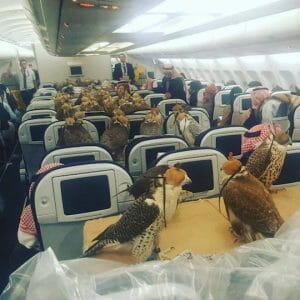 夢か現か…超お金持ちが「ペットの鳥」用に飛行機座席を大量購入