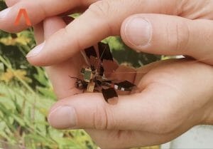トンボをドローンに改造した「DragonflEye」が飛行　Draper研究所
