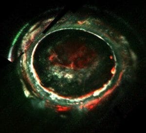 木星オーロラのエネルギー源に新観測　40万ボルトの電子　探査機ジュノー