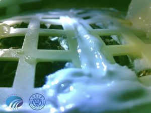 月で発芽した綿花、枯れる　嫦娥4号が実験