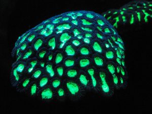 地球外生命探査の新たな手法は「生物蛍光」に着目