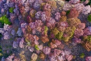 オンライン花見をしよう。4Kドローン撮影の日本全国の美しい桜を公開