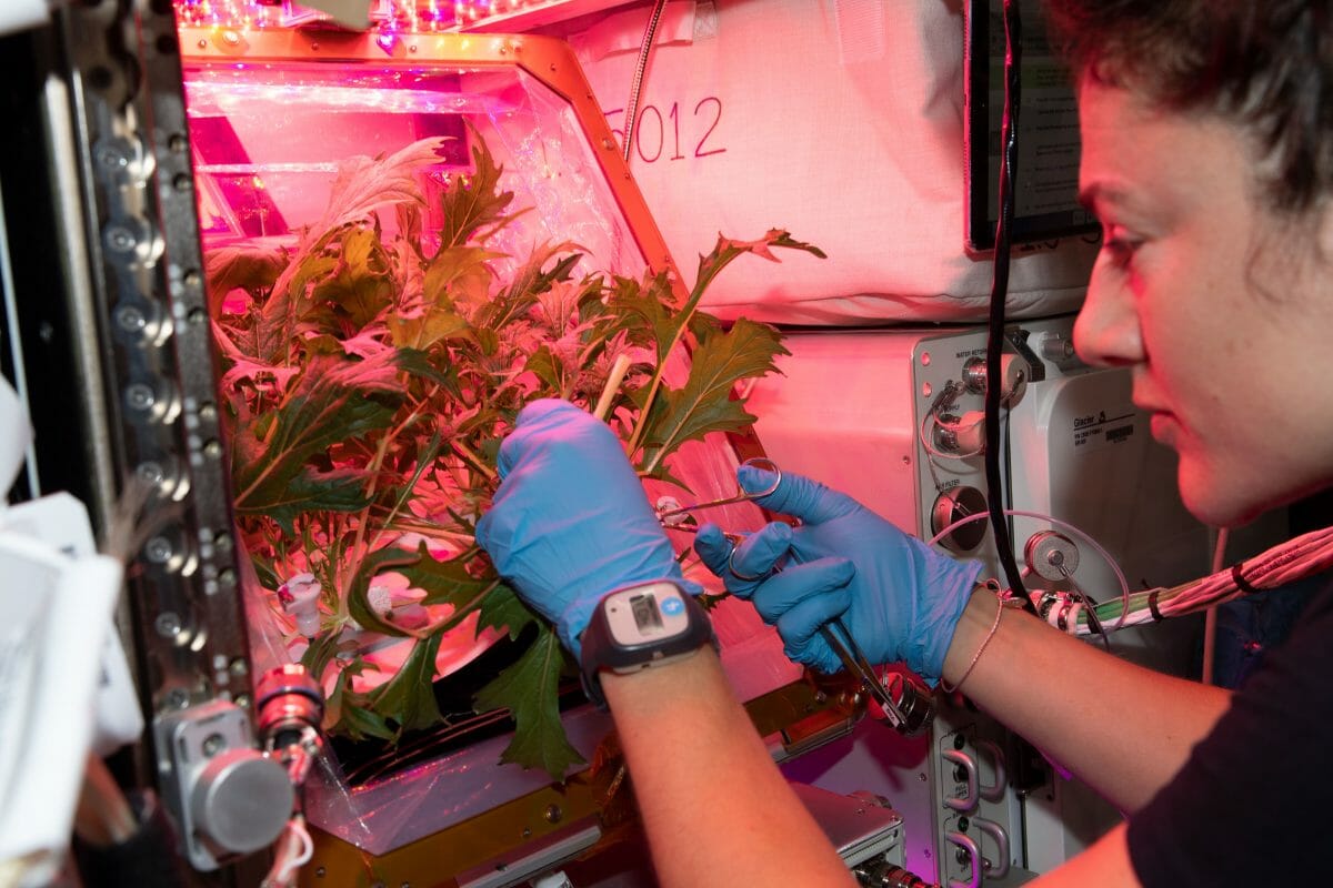 ISSで育てられている水菜の葉をカットするジェシカ・メイヤー宇宙飛行士