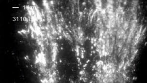 スプライトの発生過程を捉えた毎秒100,000コマの高速度撮影動画