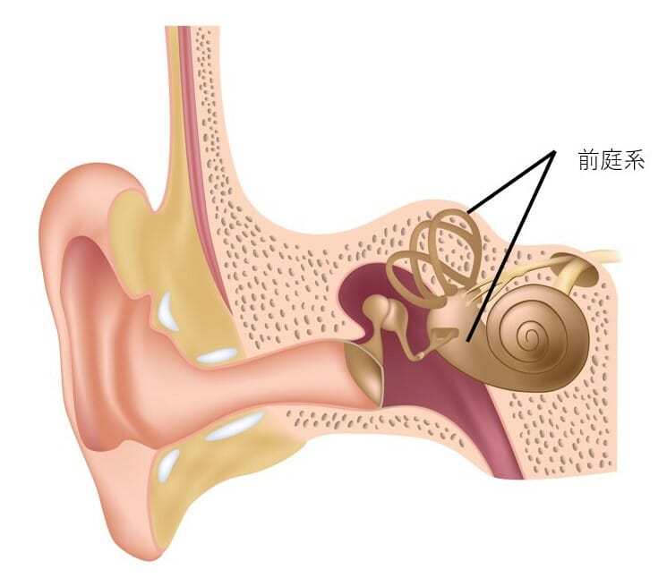 前庭系のイメージ：前庭系は、回転角加速度を感知する半規管と、直線加速度を感知する耳石器(卵形嚢•球形嚢)からなる
