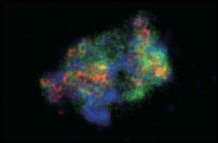 最も高密度な白色矮星によるIa型超新星の痕跡