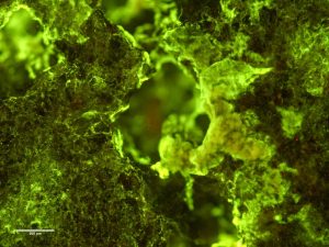 ISSでバナジウムのバイオマイニングに成功 宇宙進出の可能性を広げるバイオマイニングとは?