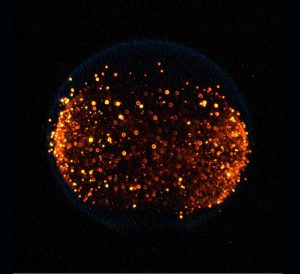 CIR内の火炎設計調査の一環として、さまざまな条件で発生する煤の量を調べるために点火された炎の1つ。黄色い点は、高温になると黄色く光る煤のクラスター。(Credit:NASA)