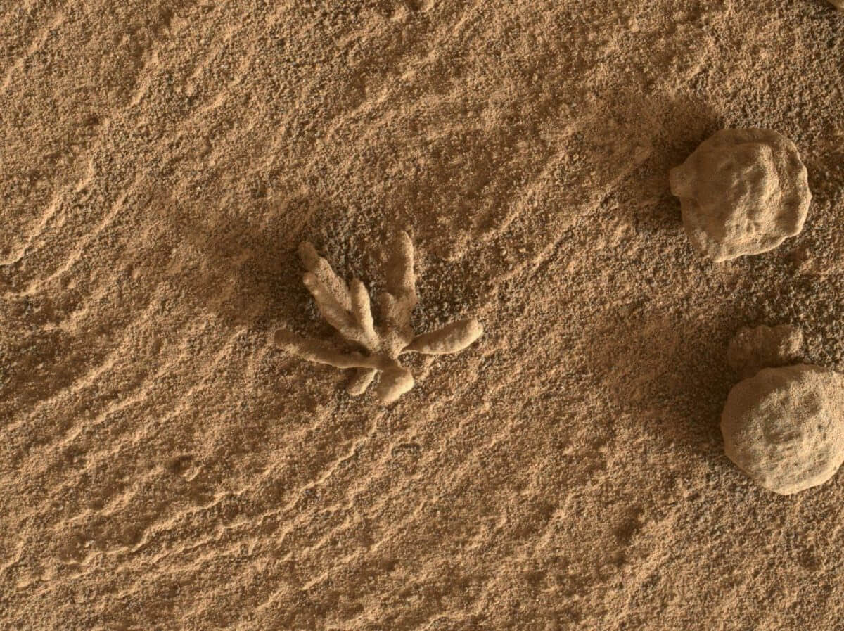 キュリオシティが撮影した火星の花の形をした岩石（Credit: NASA/JPL-Caltech/MSSS）