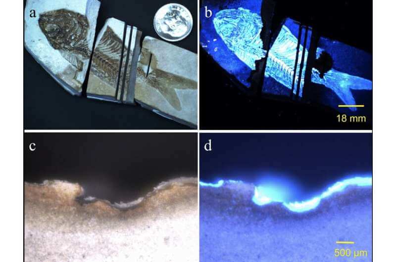 【▲ グリーンリバー累層から発見された魚の化石に含まれる生物学的残留物のバイオファインダーによる検出。(a)白色光画像(b)蛍光画像(c)化石断面のクローズアップ白色光画像(d) 強い生物蛍光を示す蛍光画像（Credit：Misra, et al.）】
