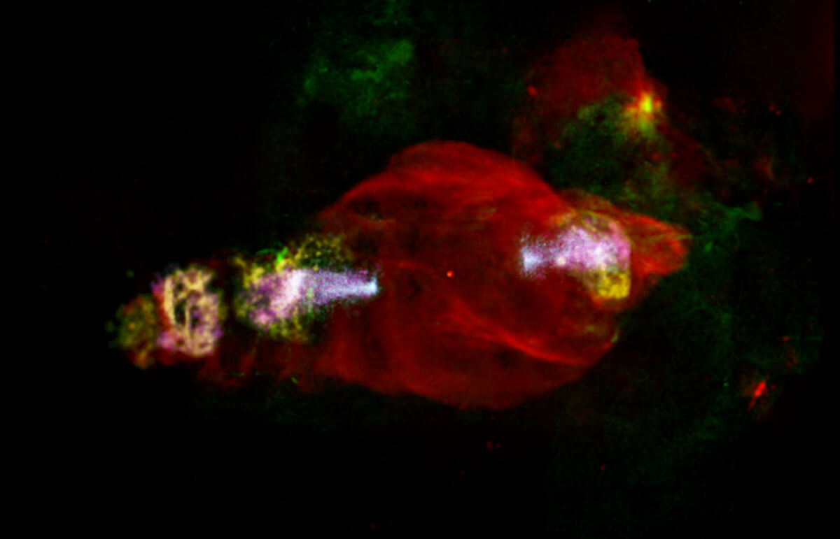 【▲ X線・電波・可視光線で観測された超新星残骸「W50」、別名「マナティ星雲」（Credit: S. Safi-Harb et al (2022)）】