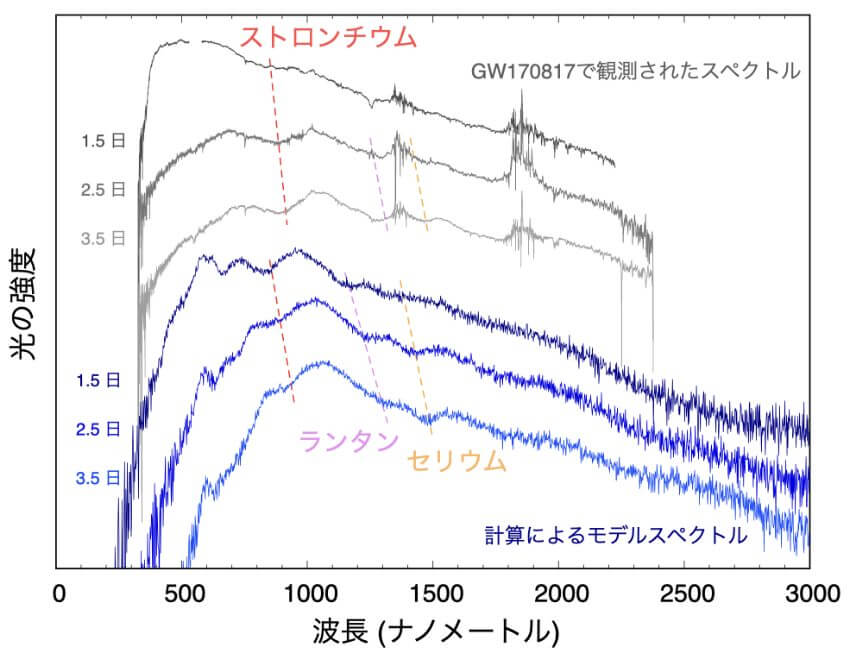【▲ 図3: 下の青色線が計算上のスペクトルデータ、上の灰色線が実際に観測されたGW170817のスペクトルデータ。3本あるのは、衝突から1.5日後、2.5日後、3.5日後に観測されたそれぞれのデータを利用していることを示す。既に知られているストロンチウムに加え、ランタンとセリウムを示す吸収帯が存在することが分かった。 (Image Credit: Domoto, et.al.) 】