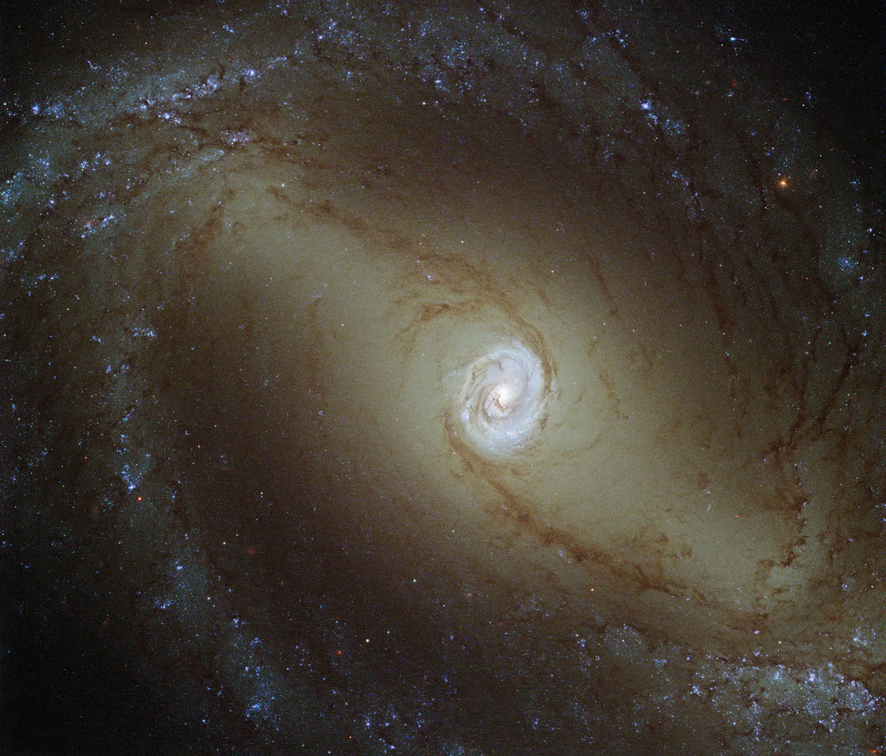 【▲ ハッブル宇宙望遠鏡の広視野カメラ3（WFC3）で撮影された棒渦巻銀河「NGC 1433」（Credit: ESA/Hubble, NASA; Acknowledgements: D. Calzetti (UMass) and the LEGUS Team）】