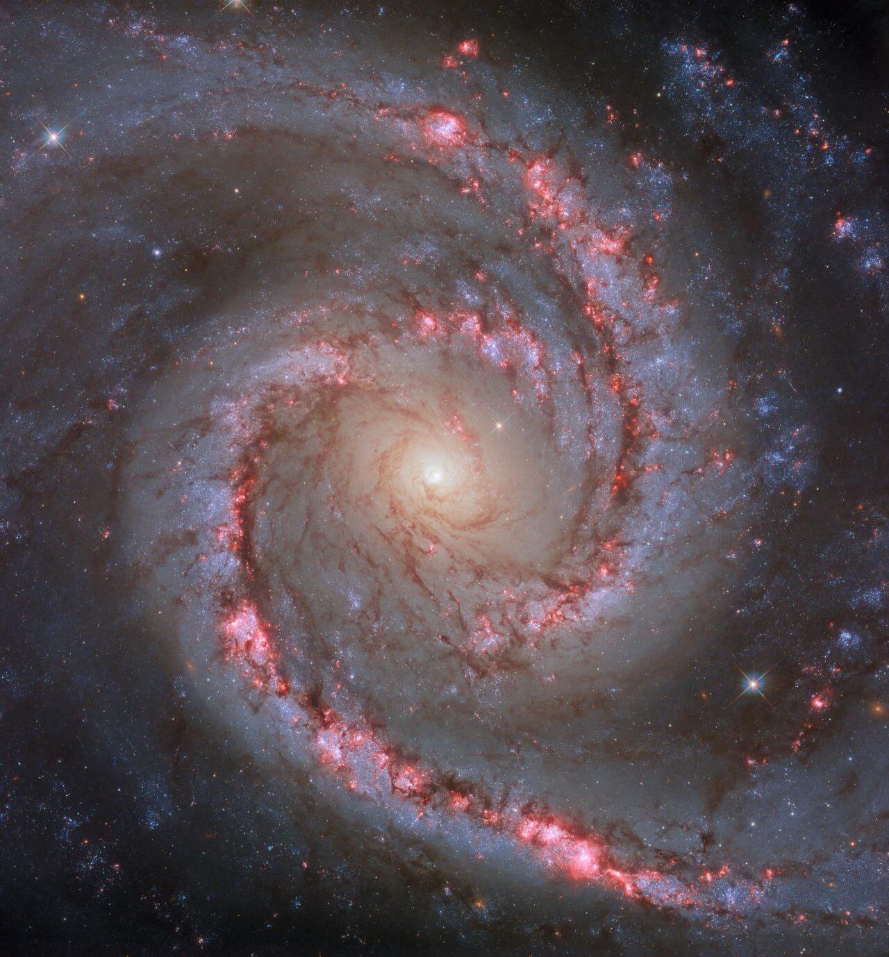 【▲ ハッブル宇宙望遠鏡で撮影された渦巻銀河「NGC 1566」（Credit: ESA/Hubble & NASA, D. Calzetti and the LEGUS team, R. Chandar）】