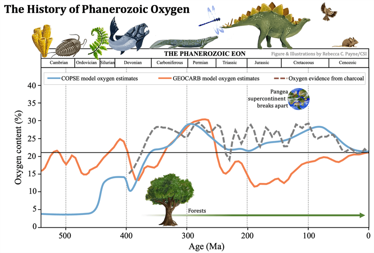 【▲図1: 顕生代の期間中の地球の酸素濃度の変化。現在の地球は21%ですが、過去の地球は10%以下から最大35%まで変化したと考えられています。 (Image Credit: Rebecca Payne (Carl Sagan Institute) ) 】
