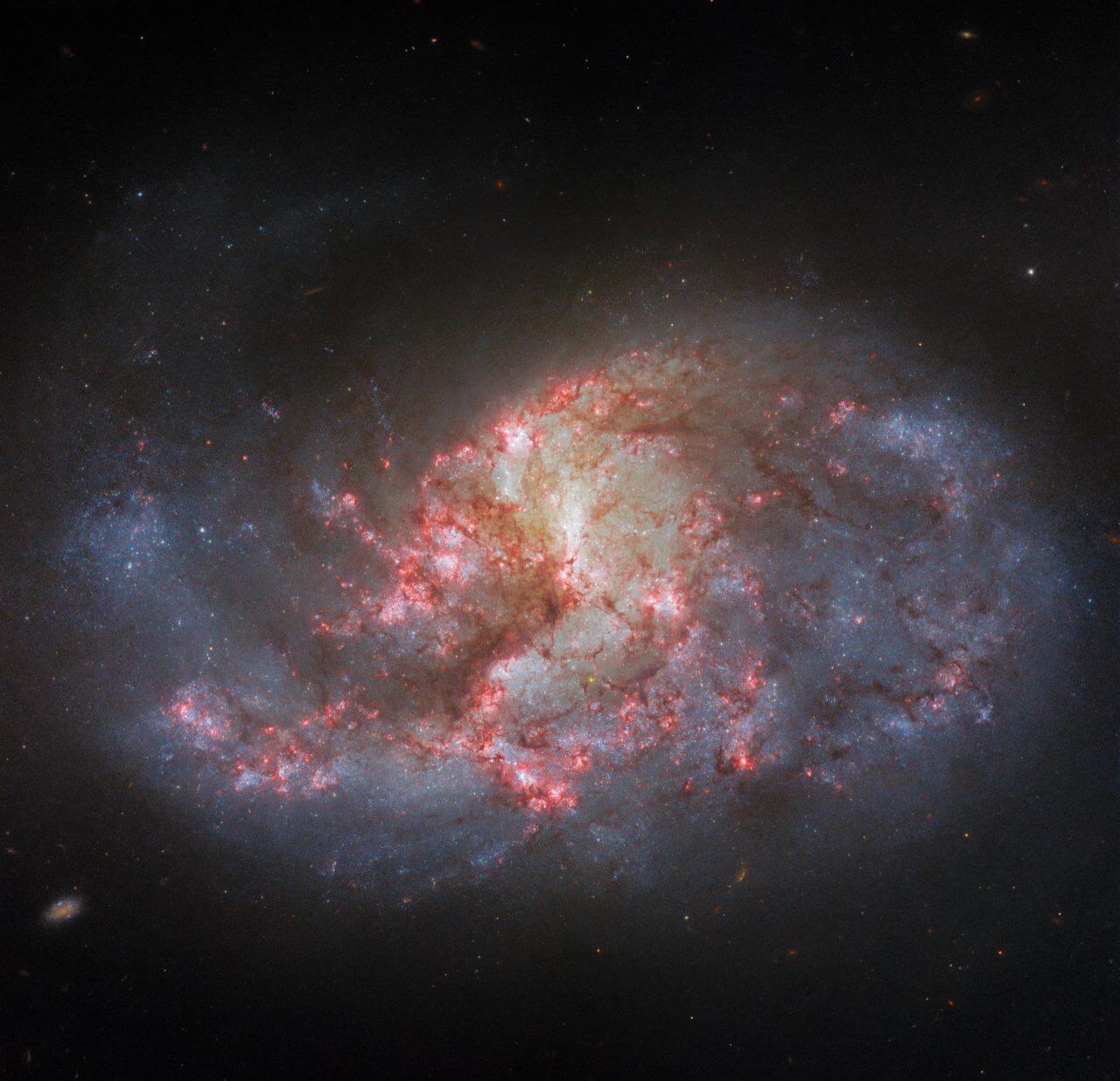 【▲ ハッブル宇宙望遠鏡で撮影された棒渦巻銀河「NGC 1385」（Credit: ESA/Hubble & NASA, R. Chandar, J. Lee and the PHANGS-HST team）】