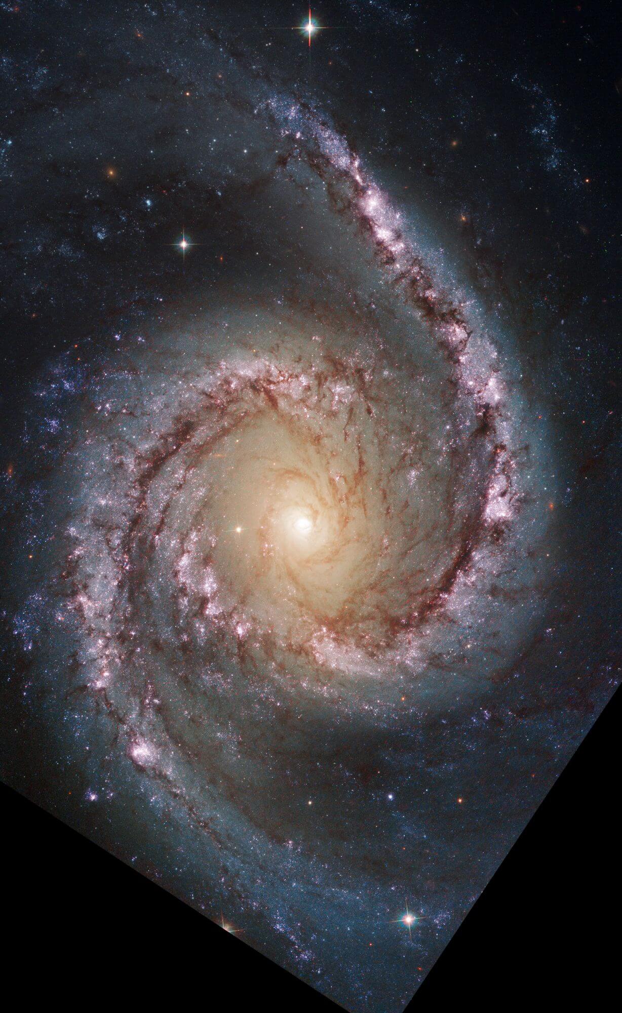 【▲ ハッブル宇宙望遠鏡の広視野カメラ3（WFC3）で観測された渦巻銀河「NGC 1566」（Credit: NASA, ESA, CSA, STScI, Janice Lee (STScI), Thomas Williams (Oxford), Rupali Chandar (UToledo), Daniela Calzetti (UMass), PHANGS Team）】