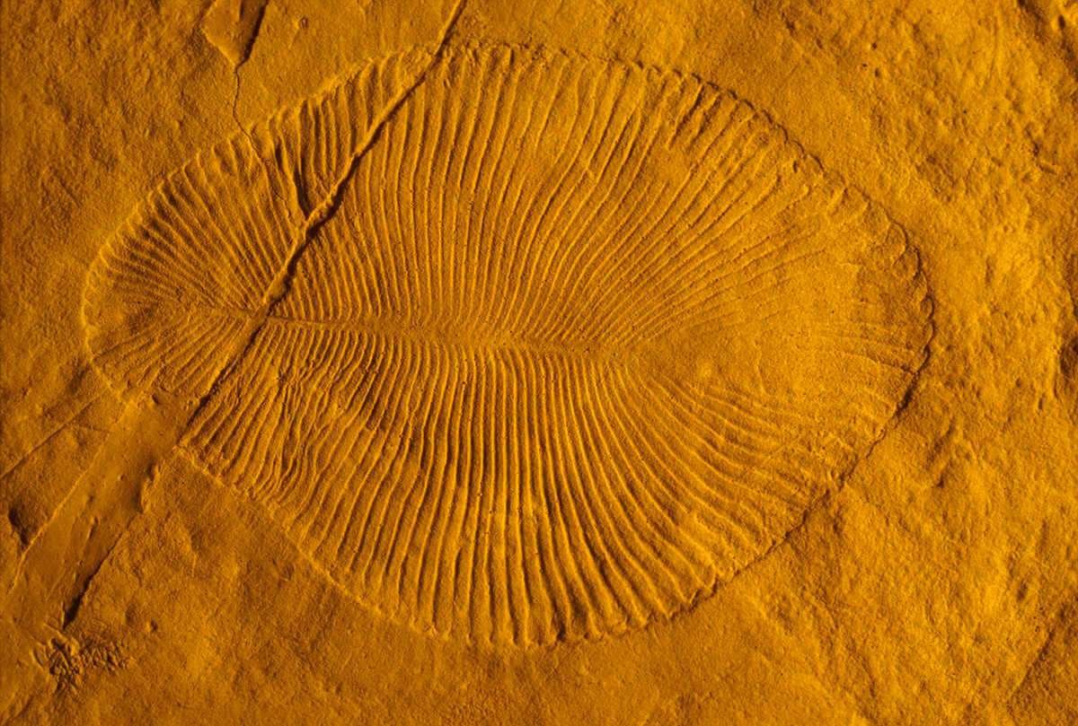 【▲ 図2: エディアカラ紀の代表的な生物「ディッキンソニア」の化石。最大で直径1.4mのものも見つかっています。動物であると考えられているものの、決定的な証拠が無いために異論もあります。（Credit: Shuhai Xiao（Virginia Tech））】