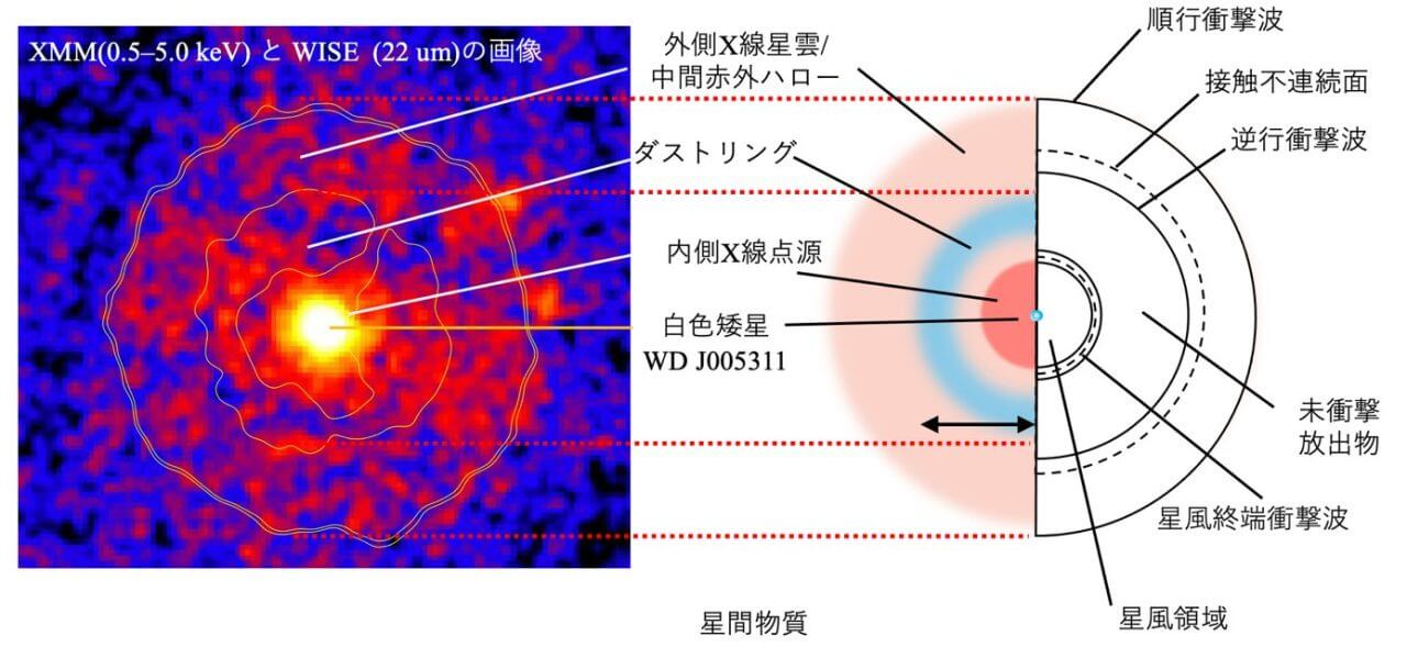 【▲ IRAS 00500+6713の多波長観測画像（X線と赤外線、左）と研究チームによる模式図（右）。超新星爆発の放出物と白色矮星の星風がそれぞれ衝撃波を形成した多層構造をしていると考えられている（Credit: 東京大学, Ko et al. 2024）】