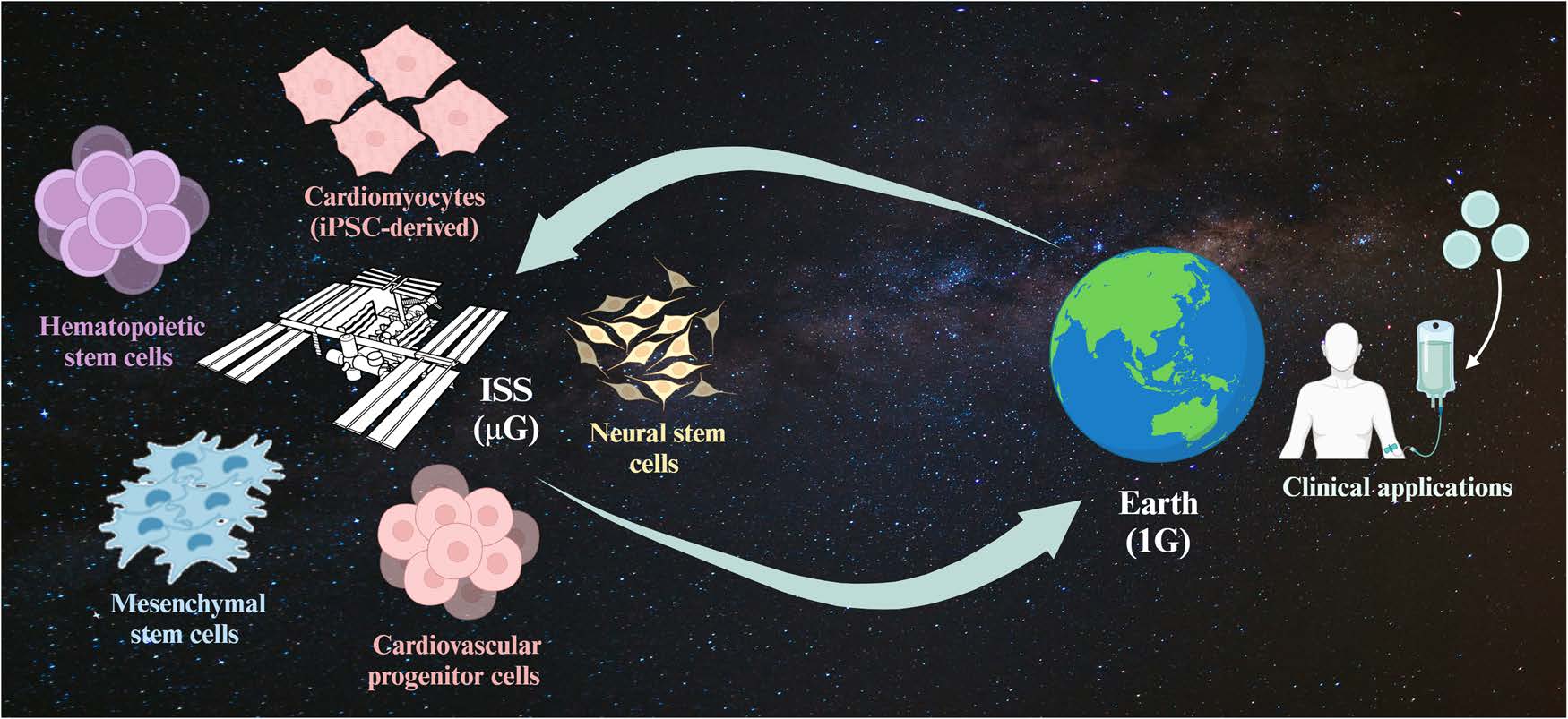 国際宇宙ステーション（ISS）内で培養された幹細胞と、地球への帰還を示す概略図（Credit: F, Ghani, and A. C. Zubair）