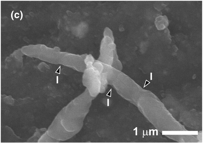 図2: サンプルの表面に見つかった、バシラス属のものとみられる細菌の細胞の電子顕微鏡写真。（Credit: Matthew J. Genge, et al.）