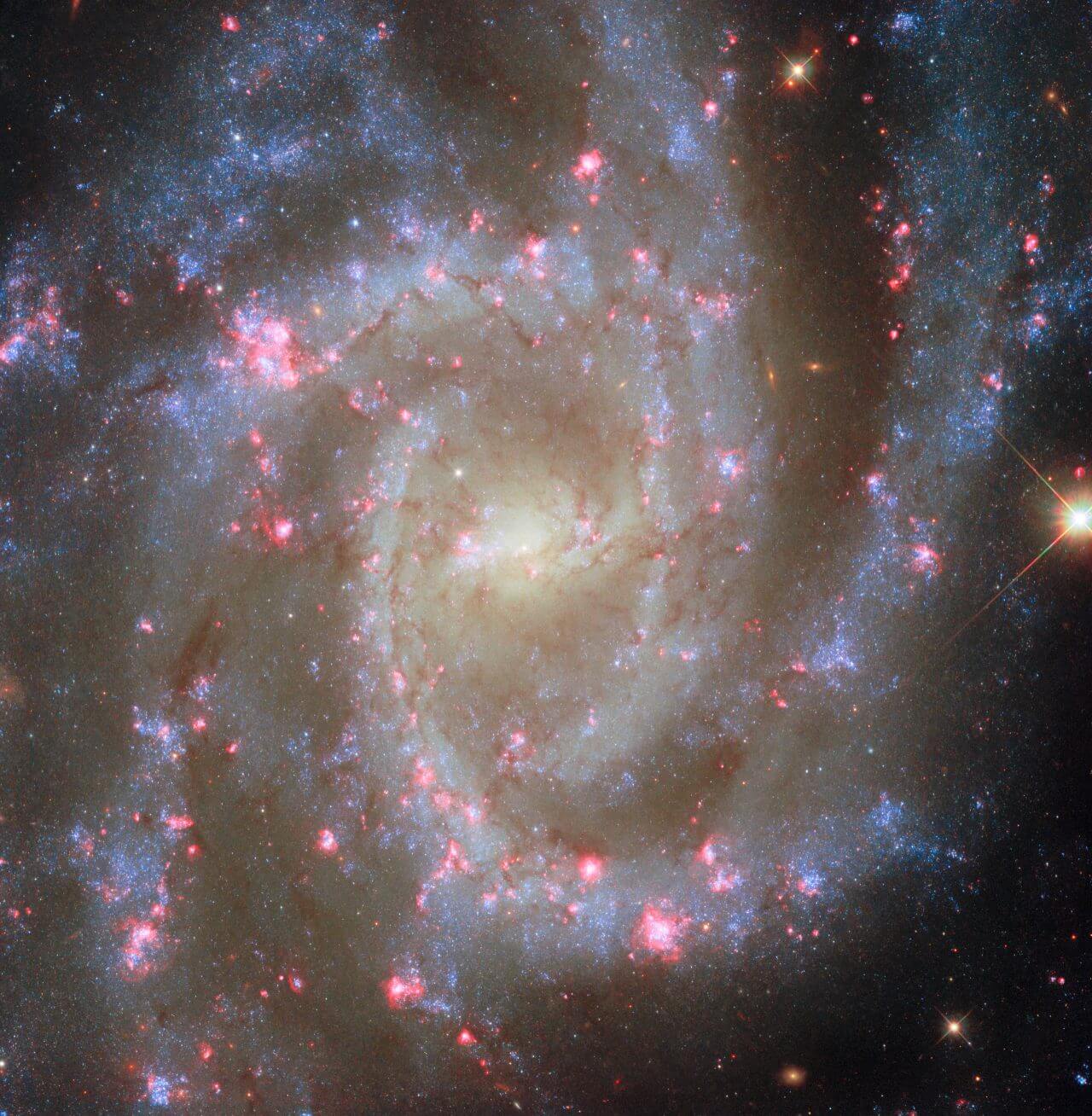 ハッブル宇宙望遠鏡（HST）で観測された渦巻銀河「NGC 2835」（Credit: ESA/Hubble & NASA, R. Chandar, J. Lee and the PHANGS-HST team）