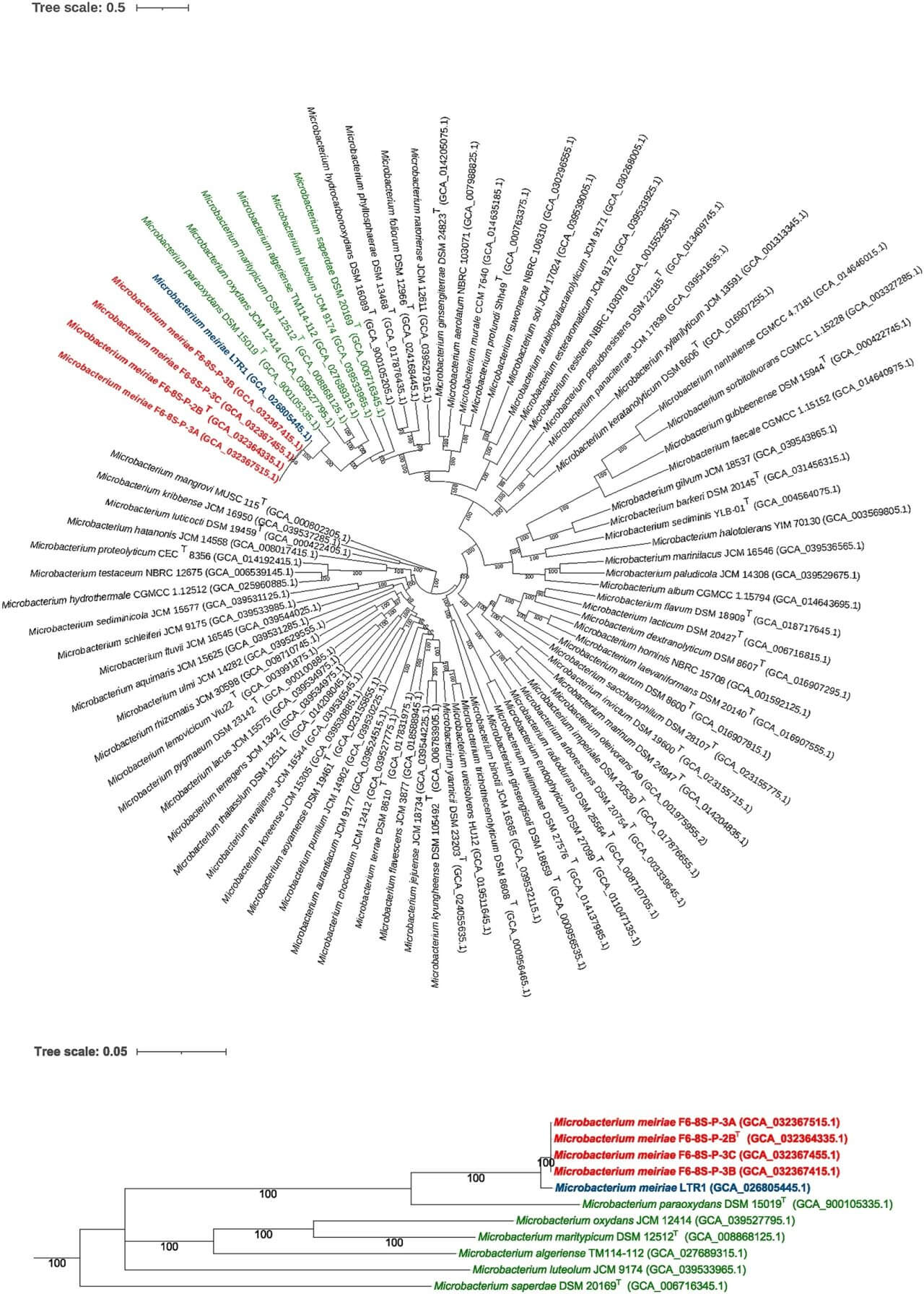 図4: ゲノム配列によって描かれた系統樹。今回新種として提案されたマイクロバクテリウム・メイリアエは、ISSで見つかった4株（赤文字）と、ロシアのスベイモリの皮膚から見つかった1株（青文字）で構成されています。（Credit: Fathi Karouia, Lorraine Christine de Oliveira, et al.）