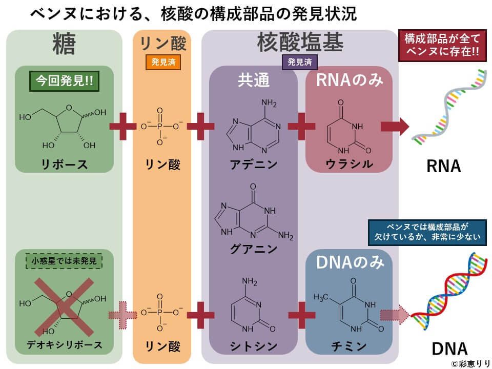 図3: 今回のリボースの発見により、ベンヌにはRNAの構成部品が全て揃っていることが分かりました。一方でDNAの構成部品であるデオキシリボースは、現在でも未発見です。(Copyright: 彩恵りり)