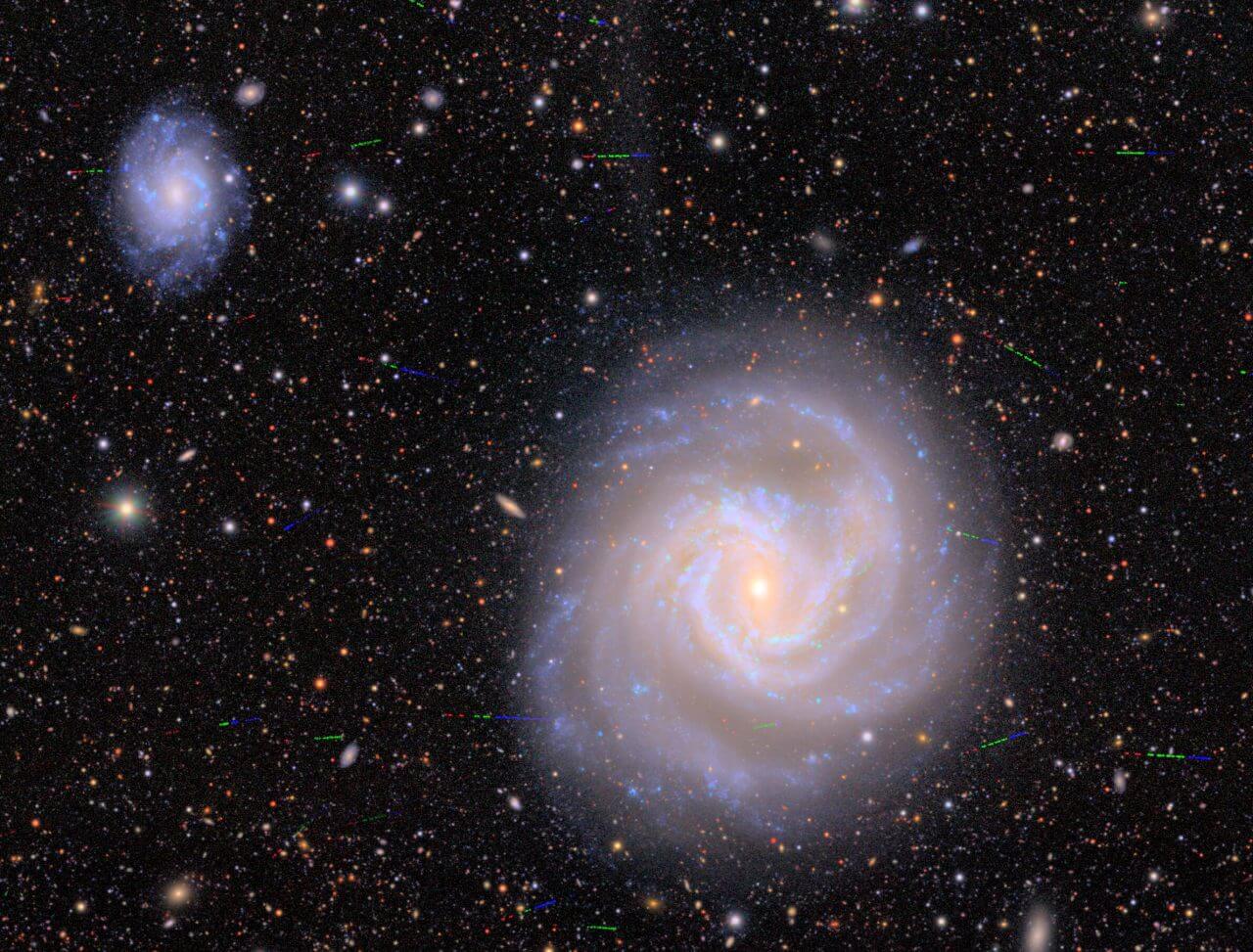 満天星 予約】ヤマアジサイ 満天星 ( まんてんぼし ) 苗 山アジサイ 13.5cm