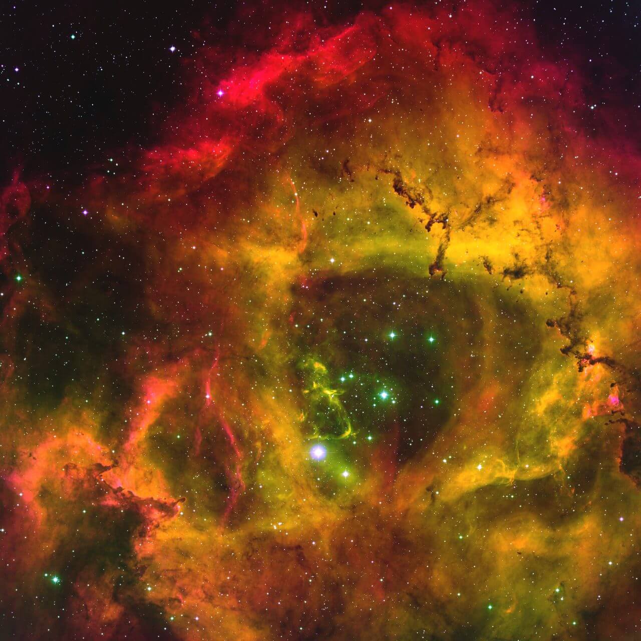 若き星々が輝く大輪のバラ いっかくじゅう座の「ばら星雲」