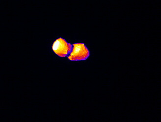 JAXA「はやぶさ2」が小惑星「トリフネ」のフライバイに成功 “地球防衛”に資する接近通過 4 JAXAの小惑星探査機「はやぶさ2」の「TIR(中間赤外カメラ)」で撮影した小惑星「トリフネ」(Credit: JAXA、前橋工科大学、千葉工業大学、会津大学、北海道教育大学、産業技術総合研究所)