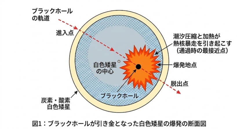 原始ブラックホールの通過が引き金となって白色矮星が爆発に至るシナリオを説明した図（Credit: 東京大学国際高等研究所カブリ数物連携宇宙研究機構, Generated using Gemini Al (Banana Pro)）