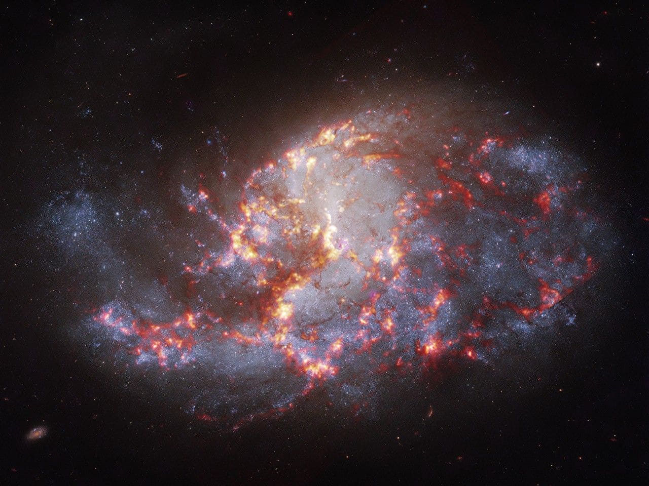チャンドラ（Chandra）X線宇宙望遠鏡、ハッブル（Hubble）宇宙望遠鏡、ジェームズ・ウェッブ（James Webb）宇宙望遠鏡が観測した棒渦巻銀河「NGC 1385」（Credit: X-ray: NASA/CXC/SAO; Optical: NASA/ESA/STScI; Infrared: NASA/ESA/CSA/STScI; Image Processing: NASA/CXC/SAO/L. Frattare）